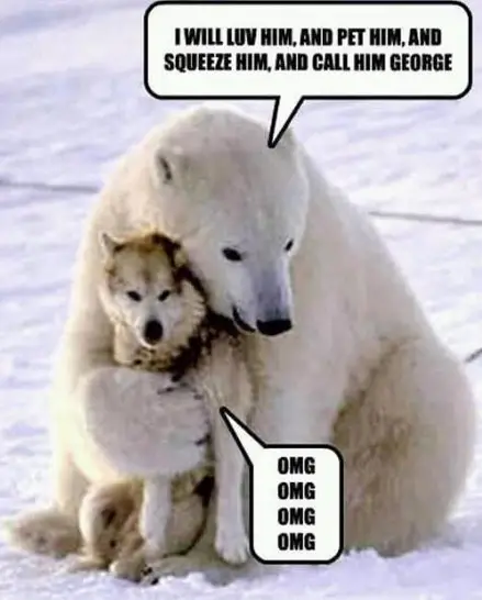 Polar Bear Dog Love